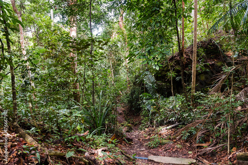 A trail through tropical rainforest