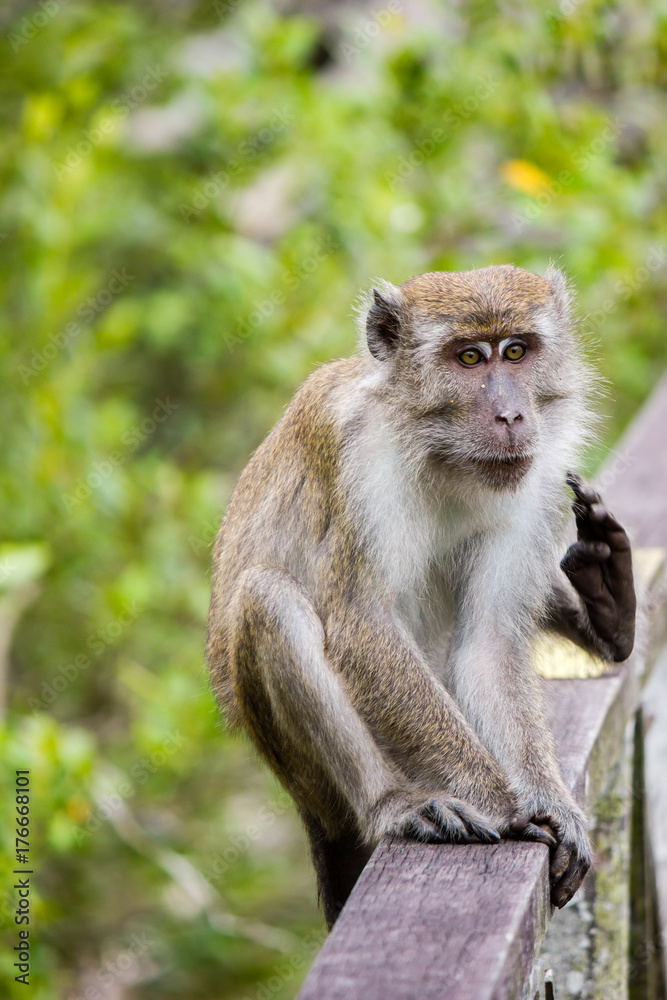 Macaque monkey sitting on a wooden rail Macaque monkey sitting on a wooden rail