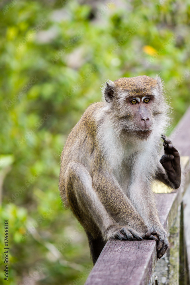 Macaque monkey sitting on a wooden rail