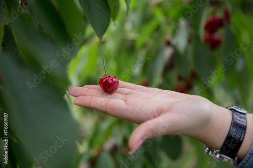 Getting cherry catch. Holds his cherub in his hand
