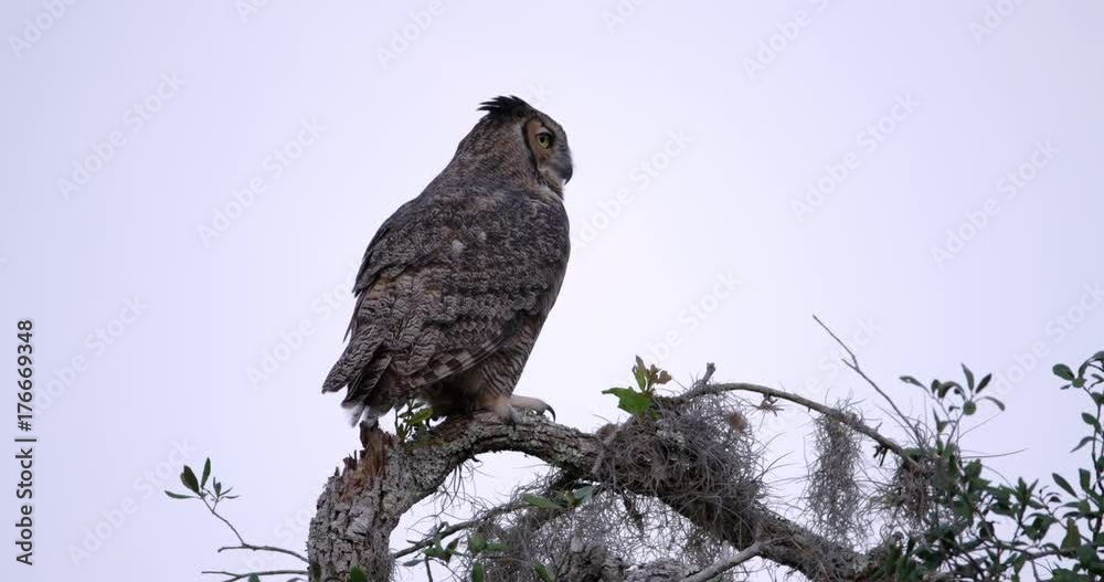 Great horned owl perching on branch Great horned owl perching on branch