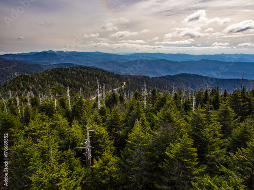 Pine Forest Mountain Range Vista