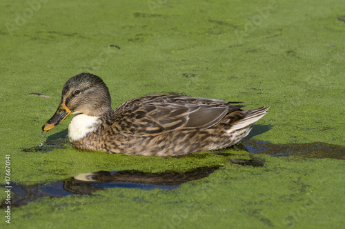 Mallard duck (anasplatyrhynchos) on pond covered with common duckweed (lemna minor) photo