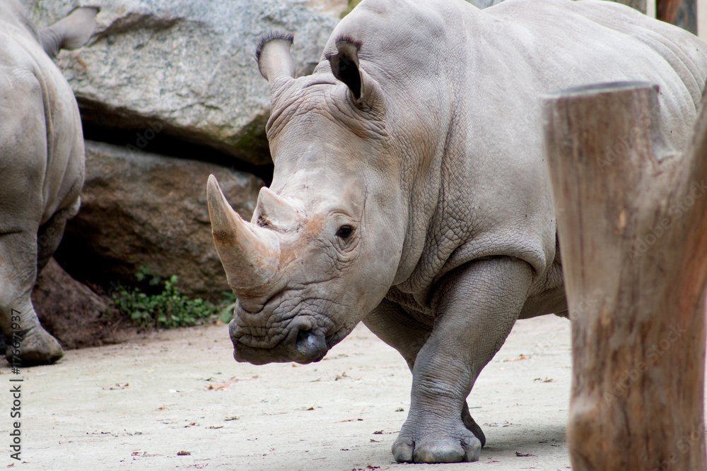 Fototapeta premium Rhino