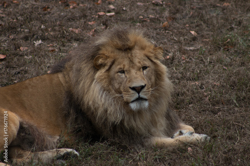 Fototapeta Naklejka Na Ścianę i Meble -  Lion