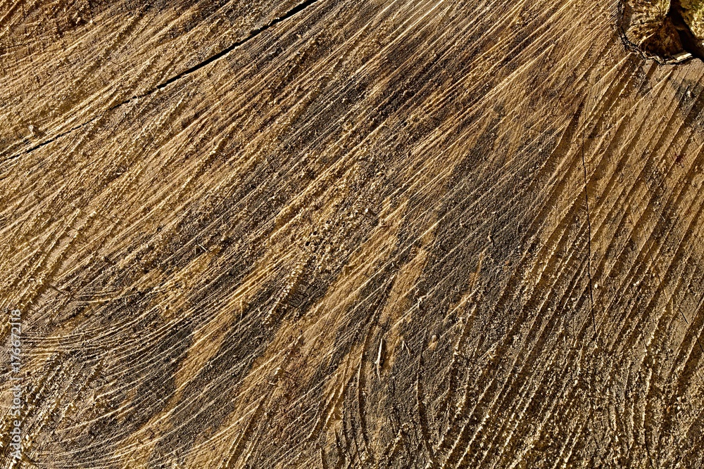 Tree trunk texture Tree trunk texture