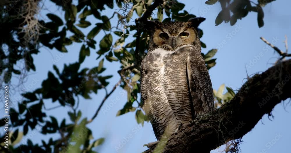 Low angle view of great horned owl perching on branch Low angle view of great horned owl perching on branch