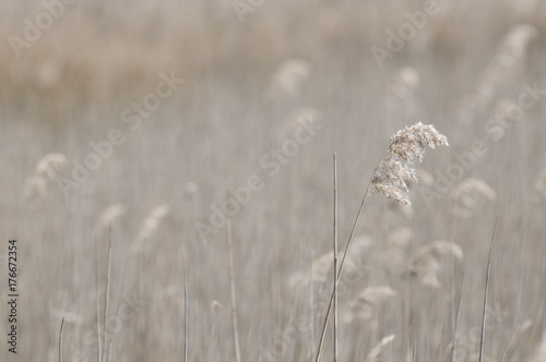 Common reed (phragmites communis) © Derek