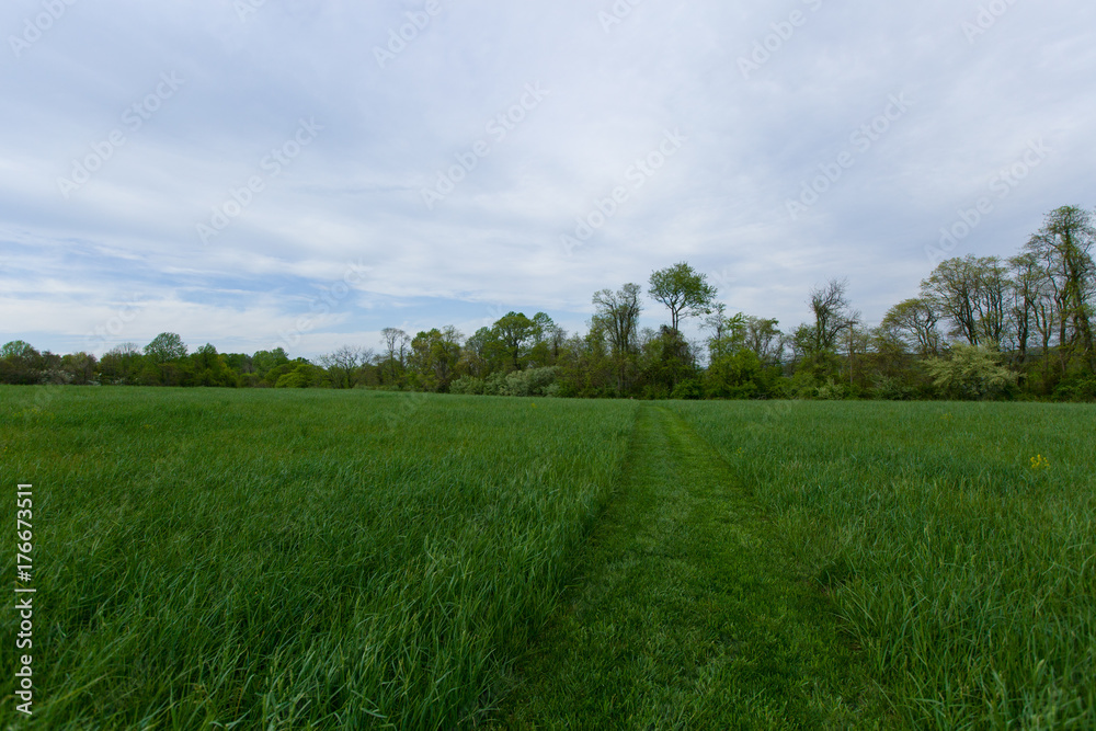 Obraz premium Beautiful summer grass field.