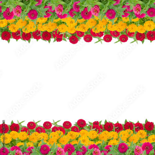 Fototapeta Naklejka Na Ścianę i Meble -  Zinnias flower frame isolated on white background, Beautiful flower blooming with leaf