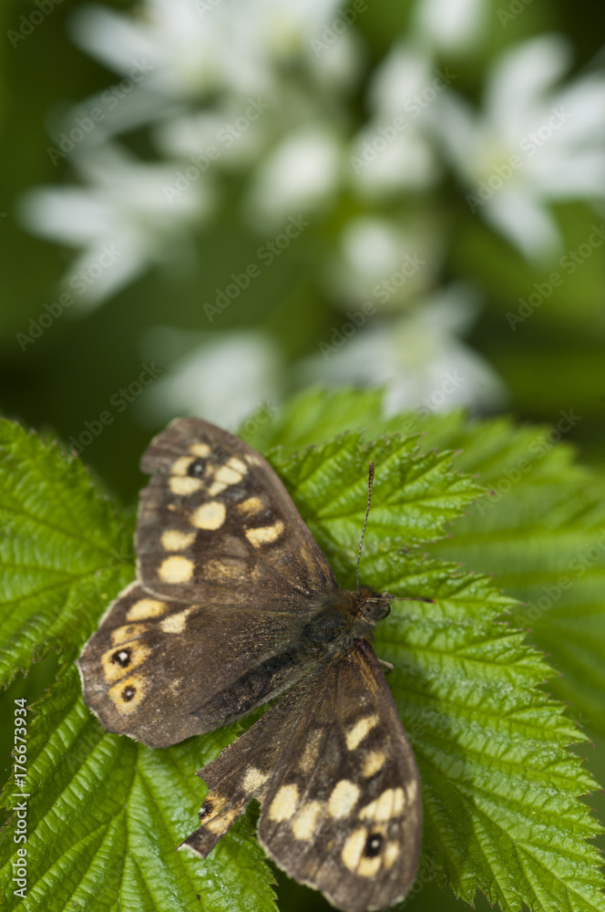 Fototapeta premium Speckled Wood butterfly (Pararge aegeria) with Ramson flowers in the background