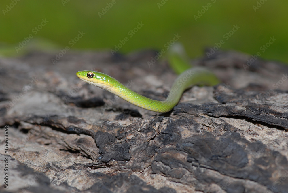 Naklejka premium Rough Green snake