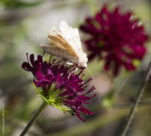 Female Muslin moth (Diaphora mendica) on flower photo