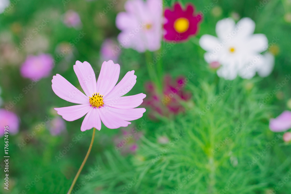 Pink cosmos flower (Cosmos Bipinnatus) background Pink cosmos flower (Cosmos Bipinnatus) background