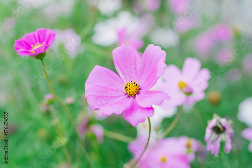 Pink cosmos flower  Cosmos Bipinnatus  background
