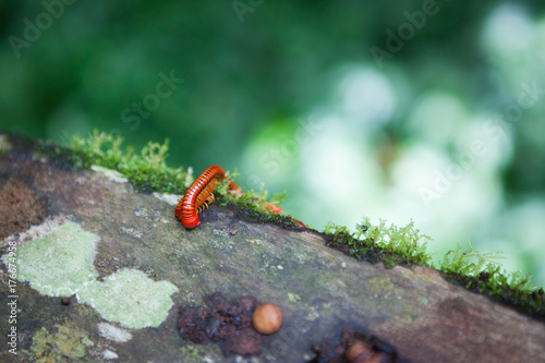 Red millipede in Gunung Mulu national park Borneo Malaysia photo
