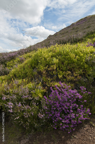 Ling, cross leaved heather and bilberry bush on the middle Eildon, Melrose
