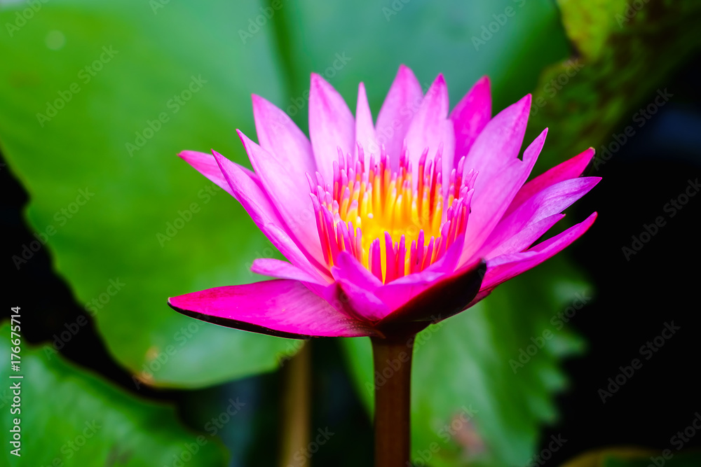 Pink lotus flower (Water Lily or Nymphaea nouchali or Nymphaea stellataWild) blooming in a pond with green leaves Pink lotus flower (Water Lily or Nymphaea nouchali or Nymphaea stellataWild) blooming in a pond with green leaves
