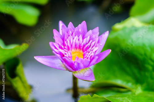 Purple lotus flower (Water Lily or Nymphaea nouchali or Nymphaea stellataWild) blooming in a pond with green leaves, selective focus