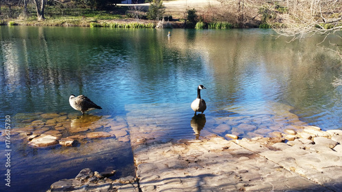 Canadian Geese standing on a rock formation in a lake