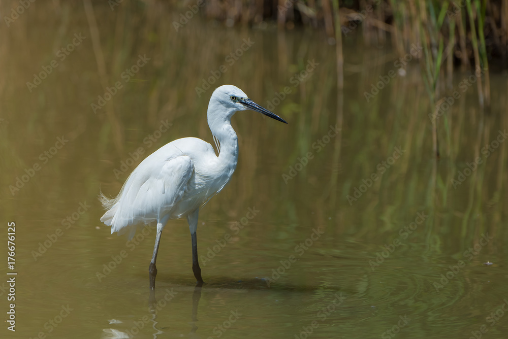 White egret fishing in the lake, beautiful white bird
White egret fishing in the lake, beautiful white bird