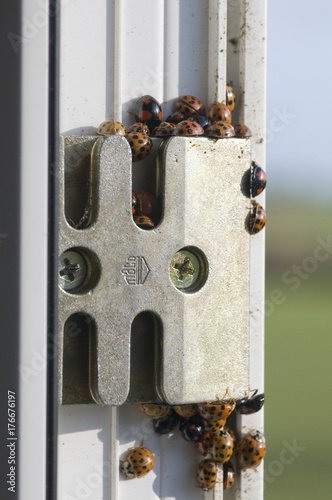 Over wintering harlequin ladybirds (Harmonia axyridis)