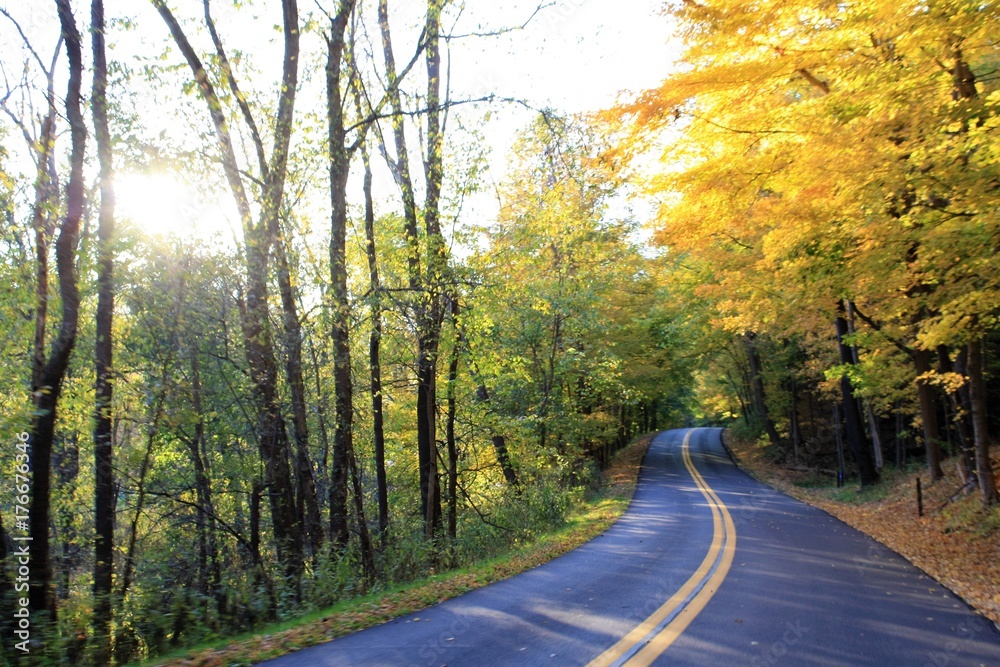 Obraz premium Autumn Golden Country Road 2