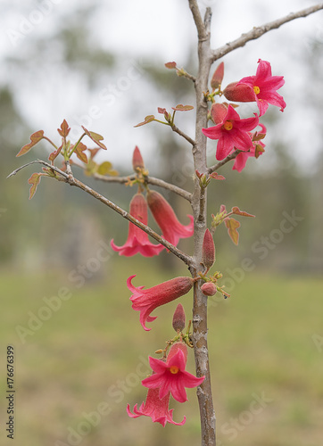 Little Kurrajong, Brachychiton bidwillii flowers photo
