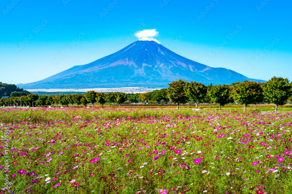コスモス畑と富士山