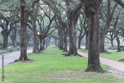 Romantic archway from live oak trees, green grass, street light and rustic brick path leads to infinity at foggy fall morning. Beautiful scenery in Houston, Texas, US. Oaks tree tunnel. Urban tranquil