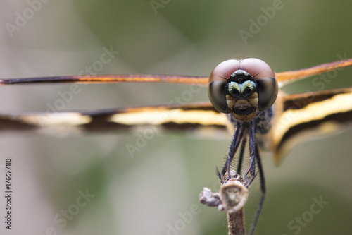 Image of Variegated Flutterer Dragonfly (Rhyothemis variegata) on nature background. Insect Animal photo