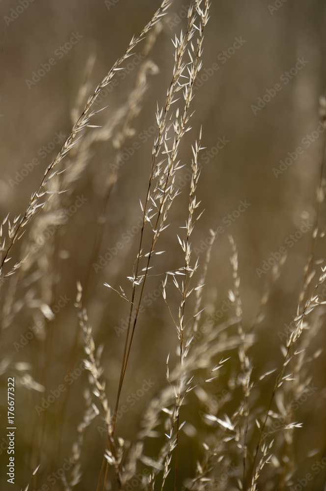 Golden wild grass Golden wild grass