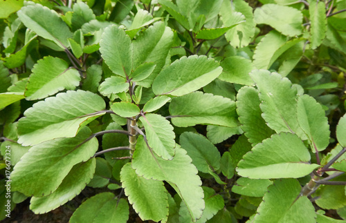  life plant or miracle leaf (Bryophyllum pinnatum). The plant is a succulent plant.  