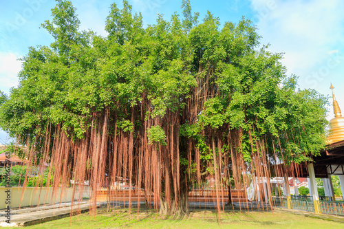 An old banyan tree on the grass at the temple in thailand