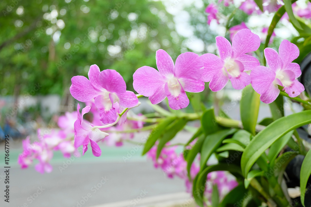 Beautiful Pink Orchids in Park