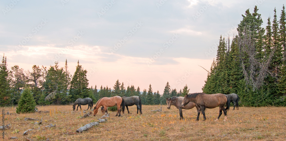 Small herd (band) of wild horses grazing on dry grass next to deadwood logs at sunset in the Pryor Mountains Wild Horse Range in Montana United States Small herd (band) of wild horses grazing on dry grass next to deadwood logs at sunset in the Pryor Mountains Wild Horse Range in Montana United States