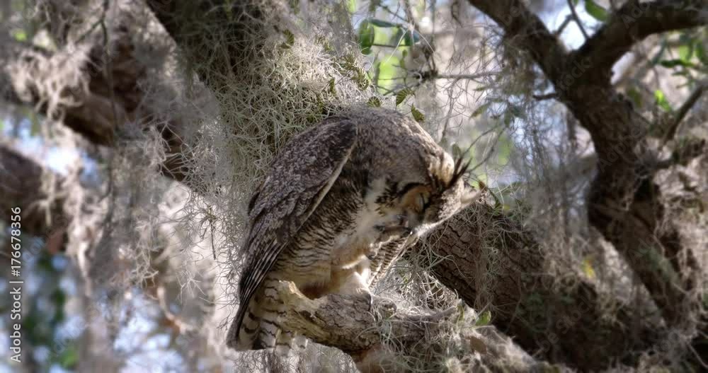 Close up of great horned owl perching on branch Close up of great horned owl perching on branch