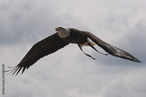 Bald eagle  Haliaeetus leucocephalus  flying at the South Suffolk Show