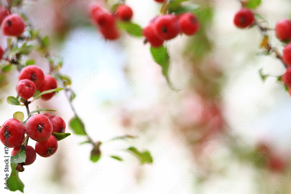 Obraz premium Delicious organic crabapples hanging from an apple tree