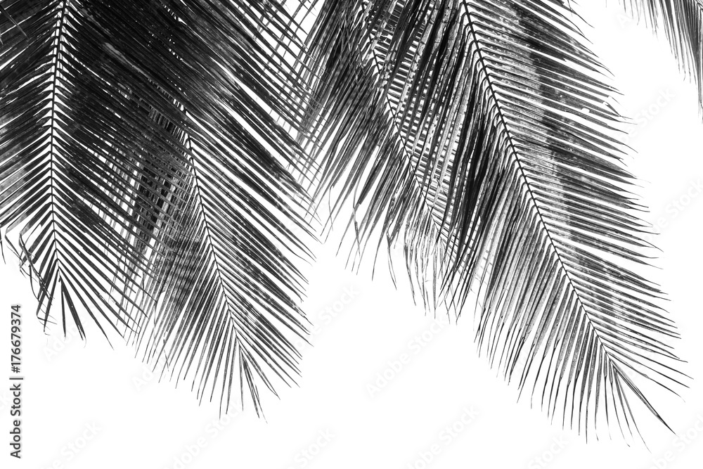 white and black coconut palms leaf on white background