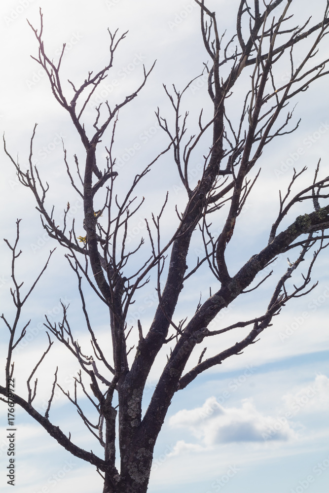 Tree Branches in authumn and  sky background