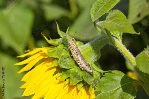 A grasshopper on sunflower plant. Photo demonstrates insect mimicry.