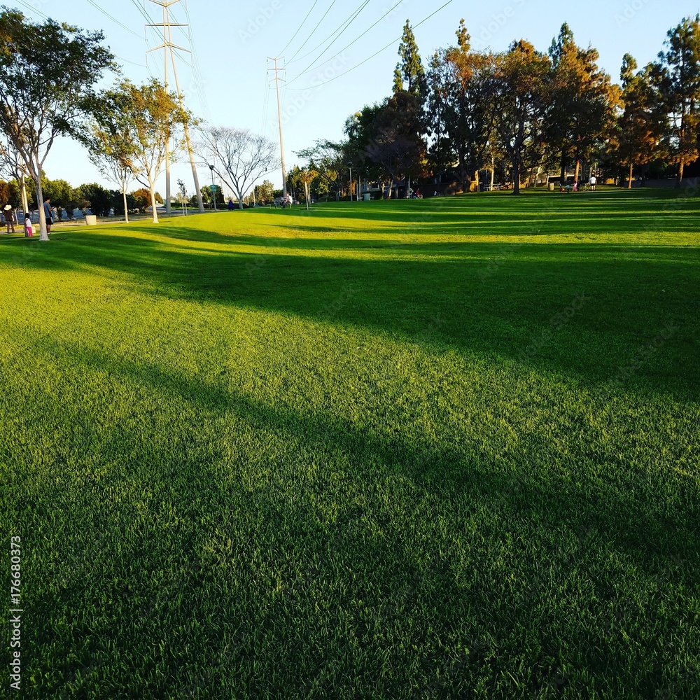 Grass Grass