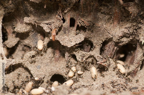 Black garden ants (Lasius niger) carrying larvae in nest
