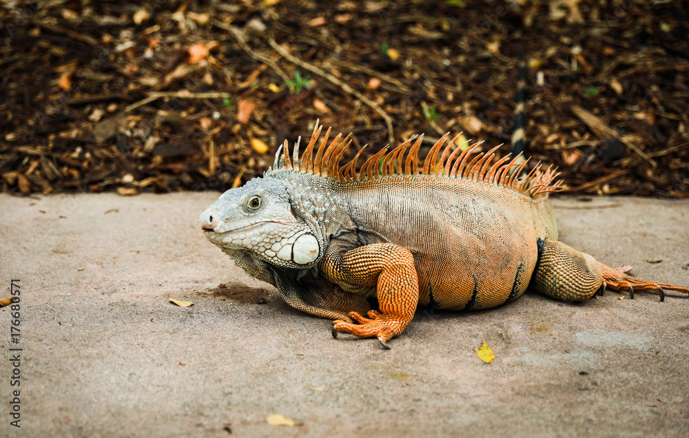 Obraz premium Iguanastare2