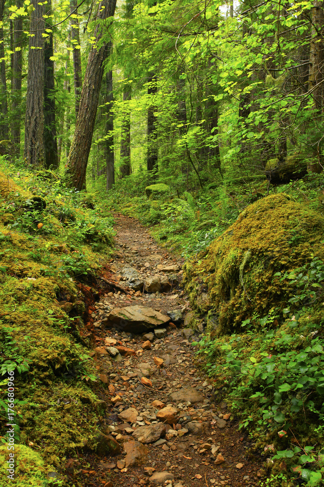 a picture of an Pacific Northwest forest trail a picture of an Pacific Northwest forest trail