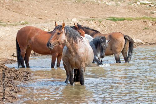 Red Roan stallion in the waterhole with herd of wild horses in the western United States