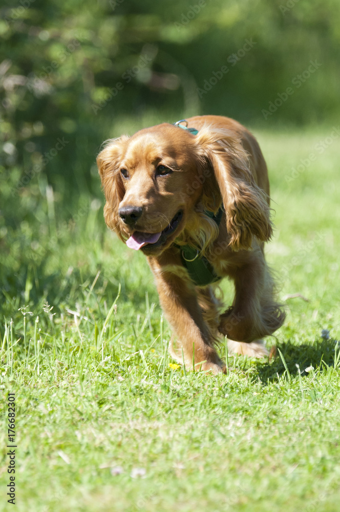 Obraz premium Sprocker 