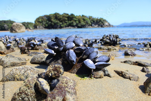 Fotografie blue mussels on the rock, low tide