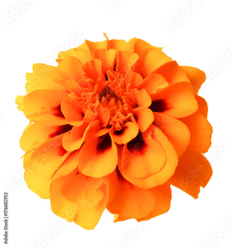 Fototapeta Naklejka Na Ścianę i Meble -  marigold flower isolated lies on white